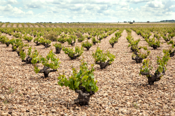 canaldis-bodega-cuatro-rayas-cuarenta-vendimias-cuvee-2023-vinedos