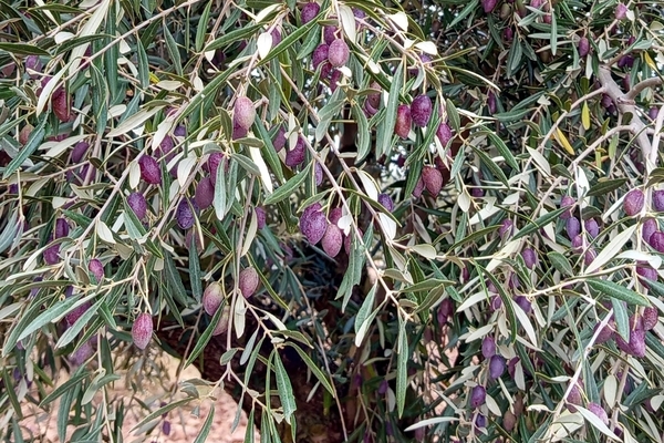 canaldis-oleovidabol-prevision-cosecha-25-26