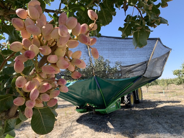 canaldis-grupopistacyl-recogida-pistachos