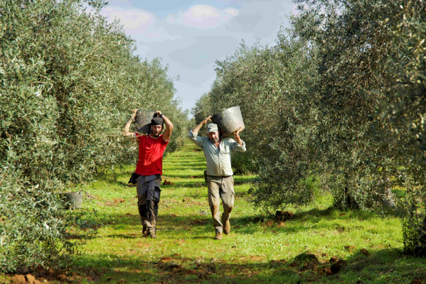 canaldis-FJRG-premios