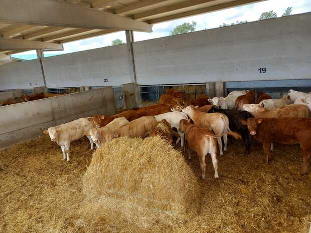 canaldis-dehesa-grande-granja-cebo