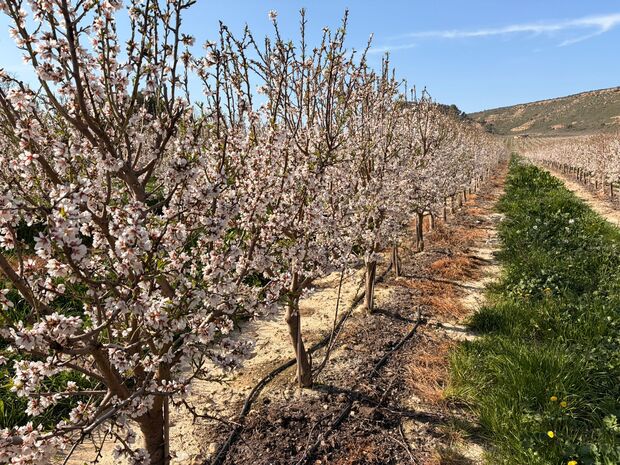 canaldis-interempresas-demoalmendro-finca-terreu-huesca