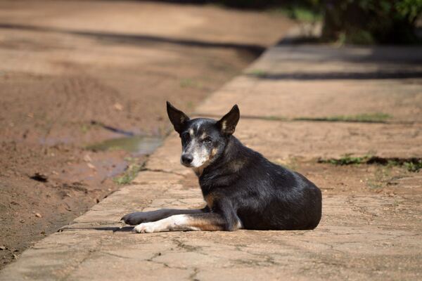 canaldis-affinity-abandono-animales-perros-gatos-cachorros-verano