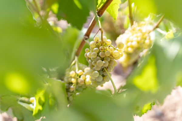 canaldis-vintae-vino-blanco-uva