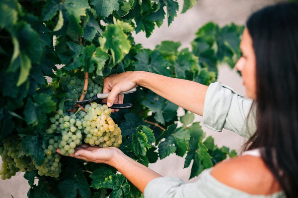 canaldis-marcodejerez-lecturas-recetas-palocortado