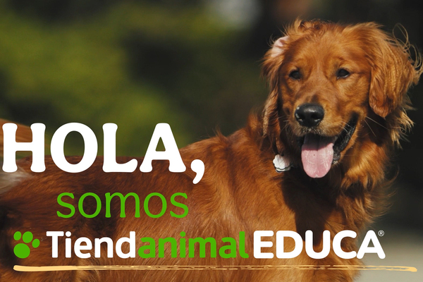canaldis-tiendanimal-adopciones-2025-educa