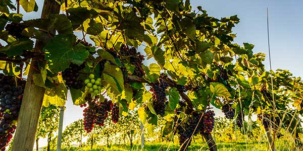 canaldis-ainia-formacion-hibrida