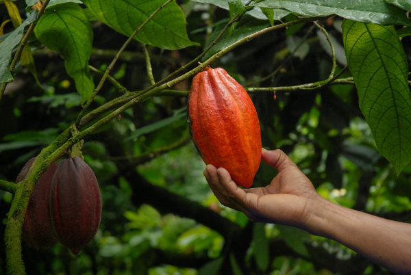 canaldis-grupo-ferrero-informe-sostenibilidad-cacao