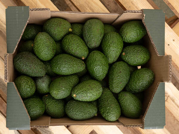canaldis-montosa-cierre-temporada-aguacate