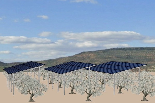 canaldis-acesur-render-agrivoltaica-autoconsumo-energetico-olivar