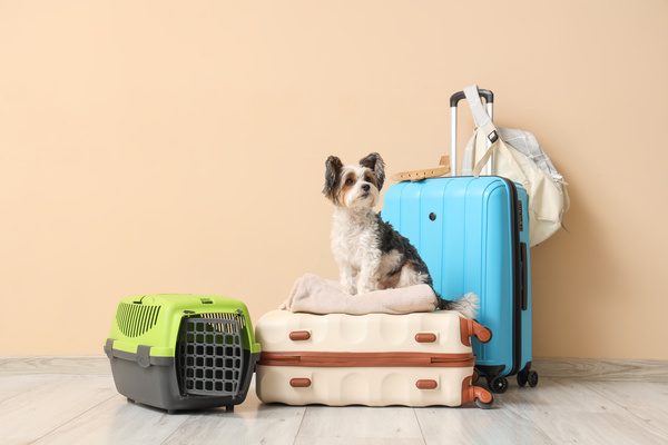 canaldis-tiendanimal-viajar-con-mascota