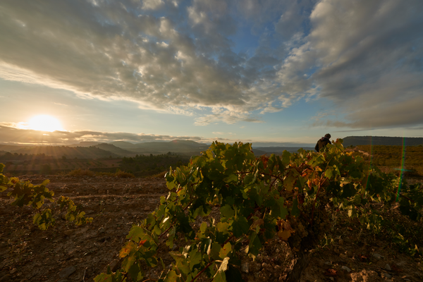canaldis-gonzalezbyass-angeldeviñas