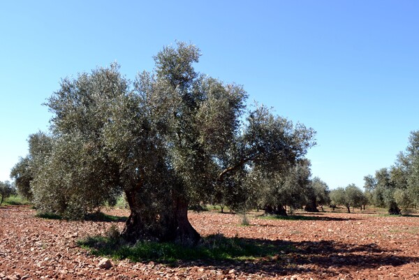 canaldis-vidabol-cosecha-arbol-centenario