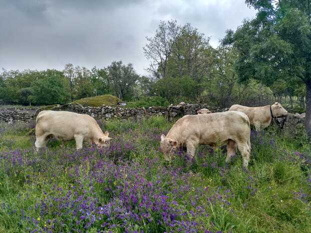 canaldis-dehesa-grande-campo-premio-innovacion