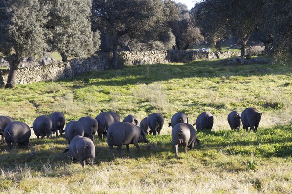 canaldis-DOPguijuelo-calidad-jamones