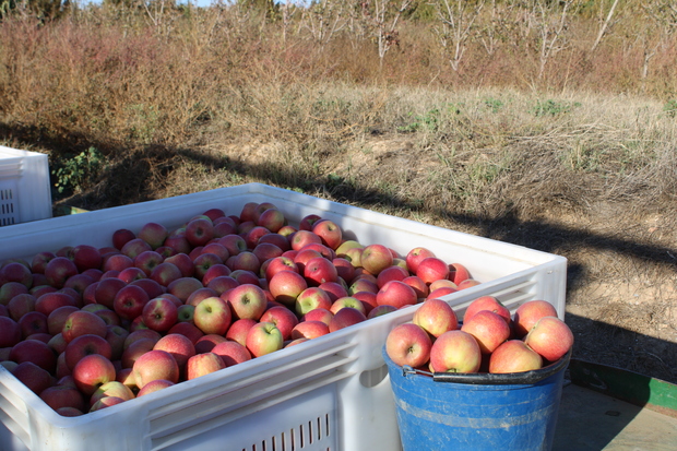 canaldis-pink-lady-manzanas-cosecha