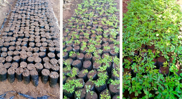 canaldis-martiderm-proyecto-mawa-arboles