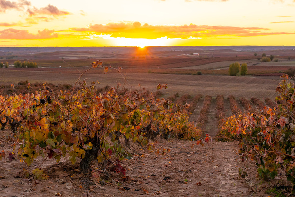 canaldis-figuero-senescencia