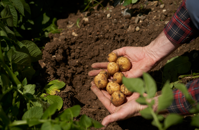 canaldis-pepsico-fertiberia-patatas-fertilizantes