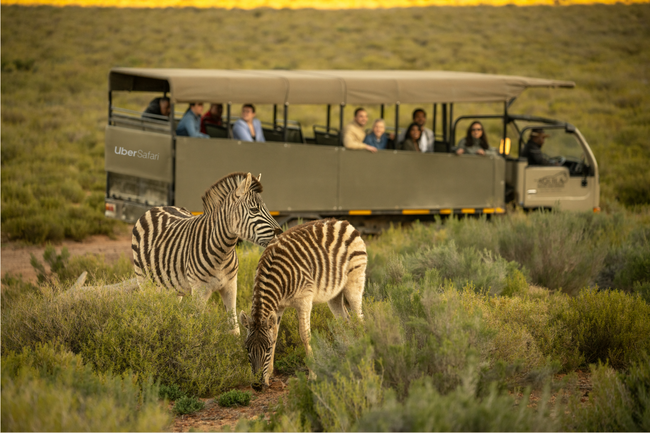canaldis-uber-safari