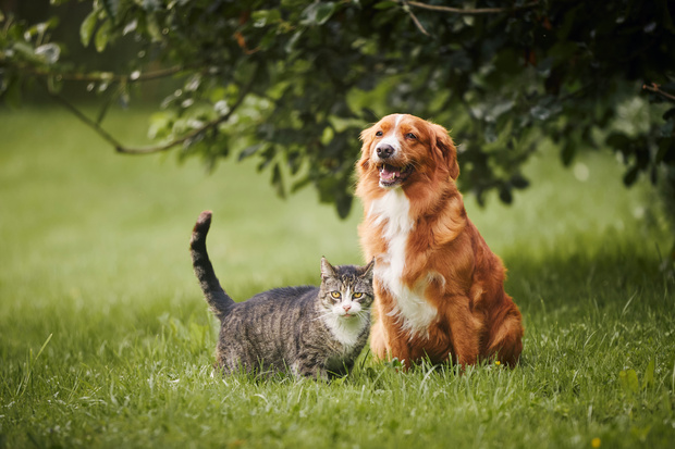 canaldis-tiendanimal-alergias-mascotas-primavera