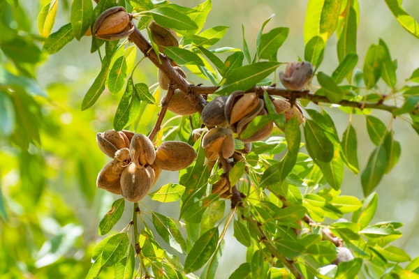 canaldis-mediterranea-diamundialgastronomiasostenible-gastronomia-sostenibilidad-almendras