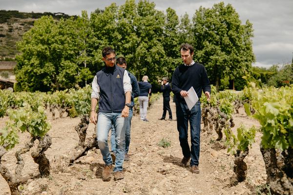 canaldis-vinedos-contino-chorus-2026-guillaume-thienpont