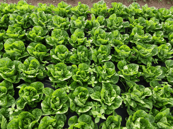 canaldis-damm-ametller-beer-soil