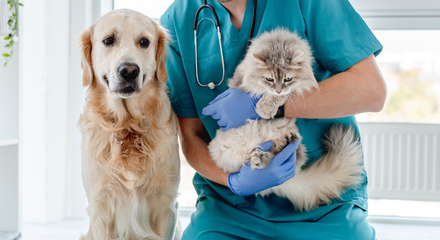 canaldis-tiendanimal-animales-compañia