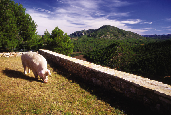 canaldis-dop-jamon-de-teruel-memoria-sostenibilidad-2024