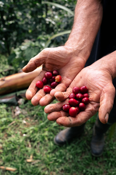 canaldis-nespresso-Groundswell-cafe-plantacion