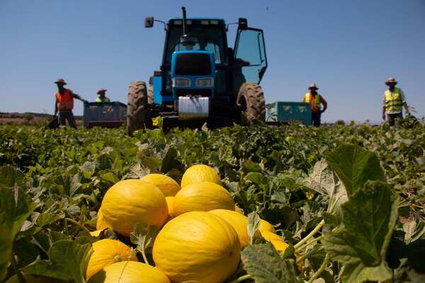 canaldis-anecoop-nuevo-socio-marfruit