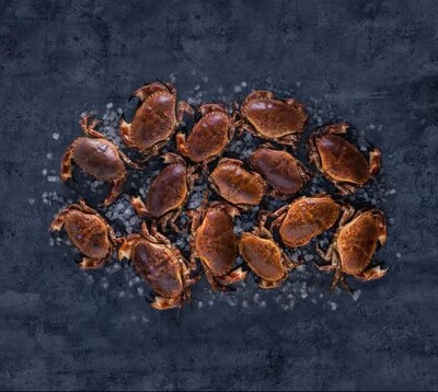 canaldis-mar-de-noruega-buey-mar