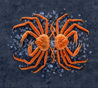 canaldis-mar-de-noruega-cangrejo-de-las-nieves