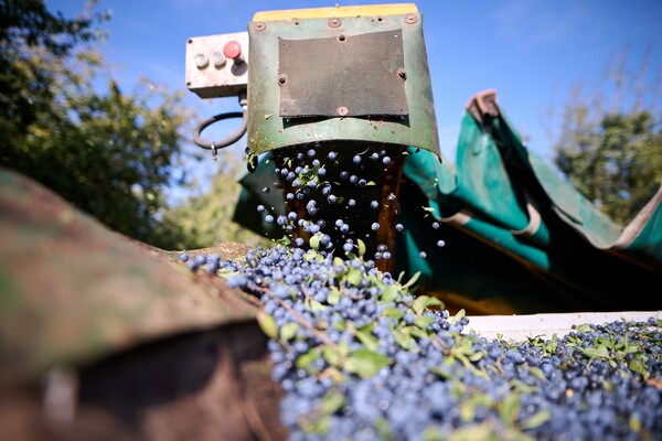 canaldis-reynogourmet-pacharannavarro-recoleccion