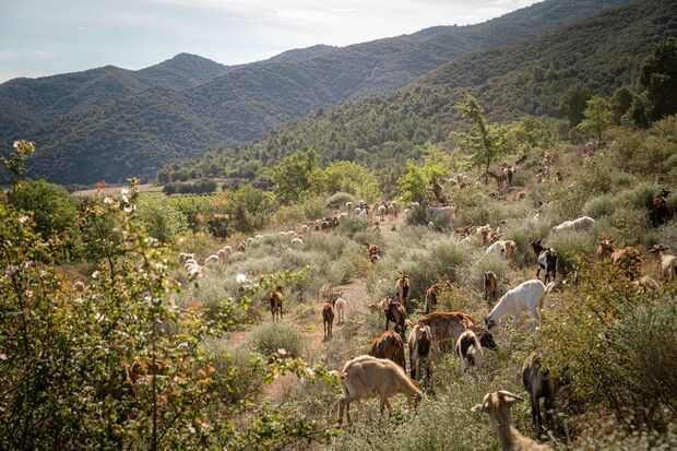 canaldis-familiatorres-gestion-forestal-silvopastoreo