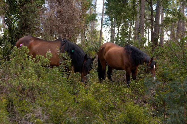 canaldis-familiatorres-gestion-forestal-caballos