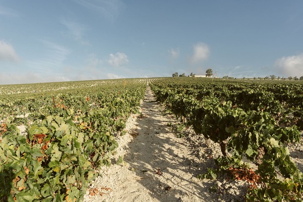 canaldis-marcodejerez-vendimia