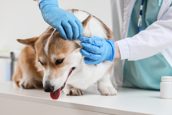 canaldis-kiwoko-campana-antiparasitos