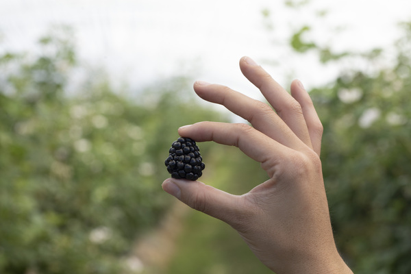 canaldis-hortifrut-bcorp