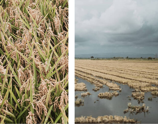 canaldis-nespresso-donacion-arroz-solidario-deltadelebro