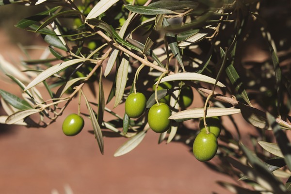 canaldis-fincalatorre-cosecha-aove